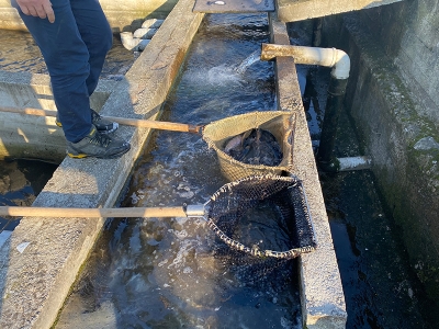 Samsun’da balık yetiştiriciliği 2 kat arttı