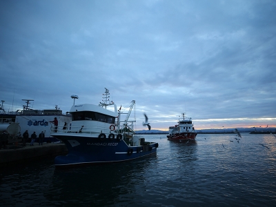 Hamsi avının serbest olduğu alan genişletildi