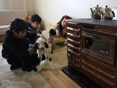 Yenidoğan kuzulara soba yanında bakım