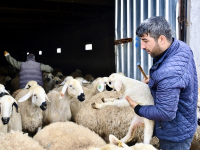 Besicilerin kışla çetin mücadelesi