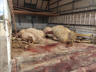 İhmal koyunları telef etti