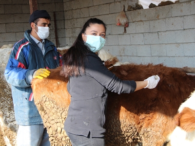 Şapa karşı aşı kampanyası