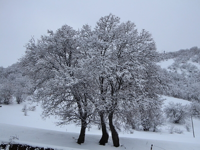 Üreticilere zirai don uyarısı!