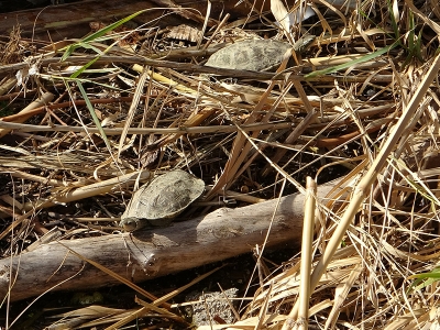 Kozan’da derede yüzlerce balık telef oldu