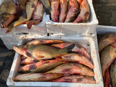 Tezgâhta denetim sofrada sağlık