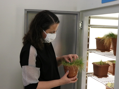 Antarktik saç çimi DNA'sı buğdaya aktarılacak