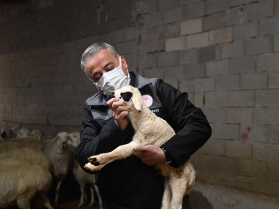 Mandıra filozofu besicilikte de başarılı oldu