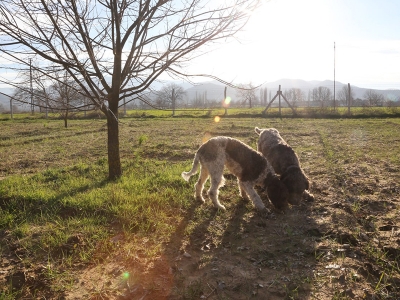 Eğitimli köpekler trüf mantarı avında