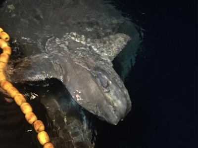 Avlandıkları tonlarca balığı denize bıraktılar