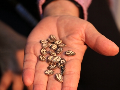 ‘Nar Anne’ 60 yılda 1200 çeşit ata tohumu biriktirdi