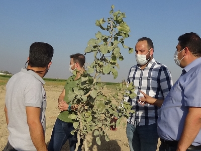 Mardinli çiftçi fıstığı sevdi üretim giderek yaygınlaşıyor