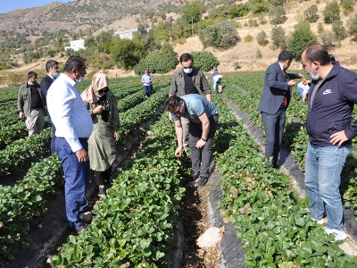Çilek üretimi Güneydoğu'nun geneline yayılıyor