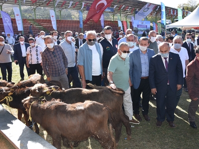 Ordulu çiftçilere manda desteği