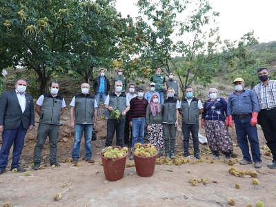 Ormanda yetişen kestaneler köylüye gelir kapısı oldu