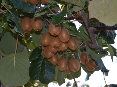 Hollanda’da gördü, Gönen’de uyguladı