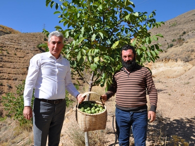 Ceviz bahçeleri çoğaldı, üretim arttı