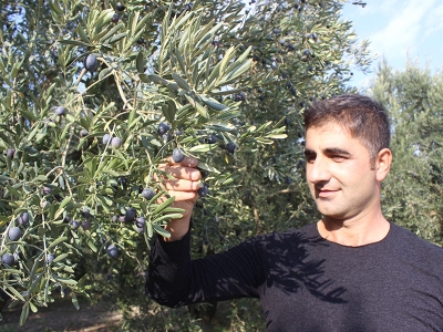 Dünyanın en kaliteli sofralık zeytinlerinde hasat başladı