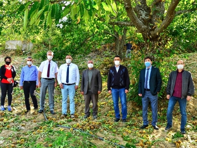 Buldan’da kestane hasadı başladı