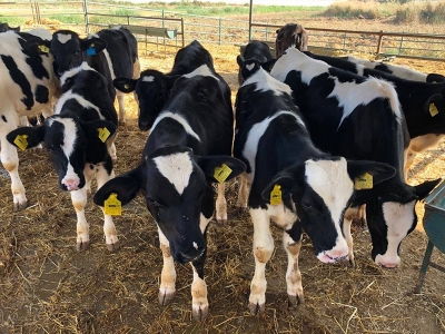 Siirt’te hayvancılığa tohum desteği geliyor