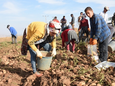 Bitlis'te patatesten 350 milyon lira gelir bekleniyor