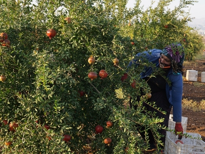 Adıyaman’ın narları Avrupa’ya ihracat yolunda