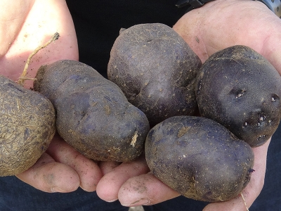 ‘Mor majeste’de hasat zamanı