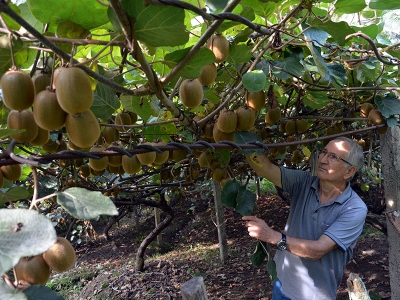 Kivi üreticileri hasada hazırlanıyor