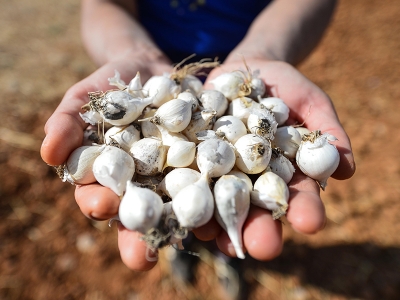 Tunceli sarımsağı kontrollü üretilecek