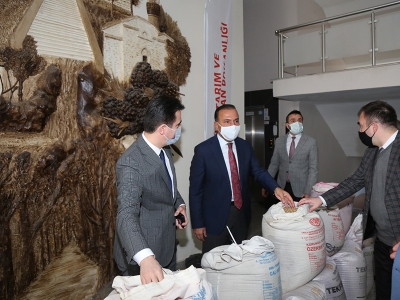 Kestelli üreticilere tohum desteği