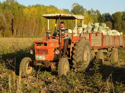 Muşlu üretici balkabağını sevdi