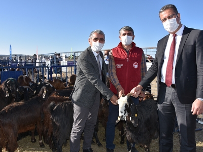 Ordulu besicilere damızlık Halep keçisi