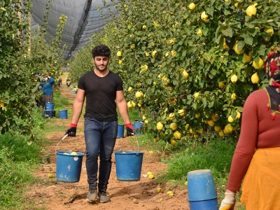 Lezzetiyle ünlü Denizli ayvası ihracat yolunda