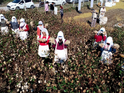 Çukurova’nın yeni ürünü renkli pamukta hasat sevinci
