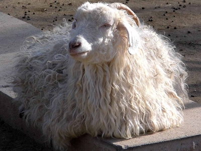 Ankara keçisine pozitif ayrımcılık