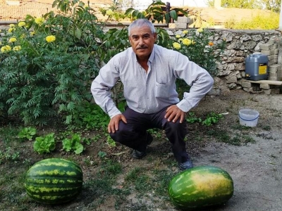 Keçi gübresiyle  devasa karpuz ve lahanalar yetiştirdi