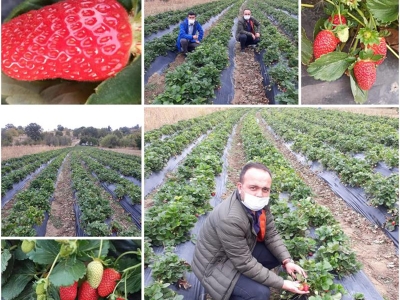 Kütahyalı çiftçi doğal çileği sevdi