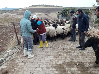 Yayladan dönen hayvanlara sağlık kontrolü
