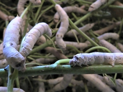 İpek böceğinin 45 günlük mucizevi serüveni