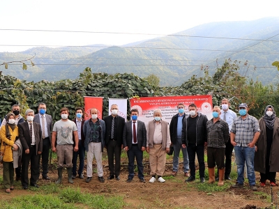 Bal arıları kivi için çalışıyor