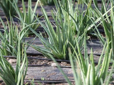 Derdine derman bulduğu bitkinin üreticisi oldu