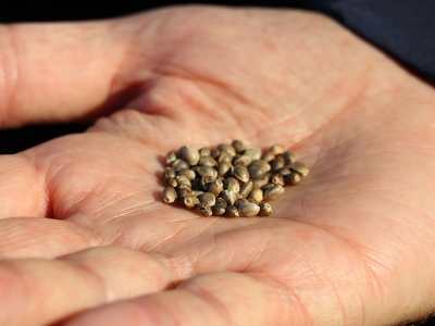 Yalova’da kenevir hasadı yapıldı