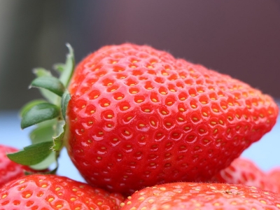 Meyvecilik fide desteğiyle gelişiyor