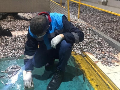 50 ton hamsiye el konuldu