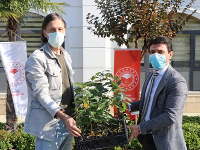Yalova’da yeni aronya bahçelerine binlerce fidan