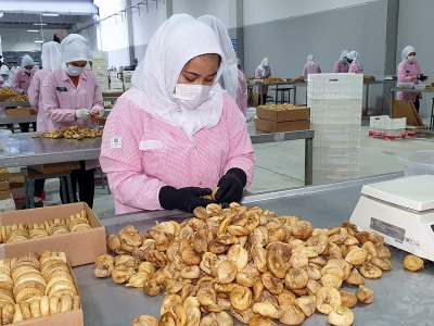 Aydın inciri, tüm dünyanın ağzını tatlandırdı