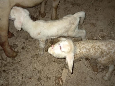 Üst dudağı ve burun delikleri olmayan kuzu iki gün yaşadı