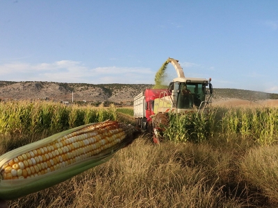 Mısır üretimi verimde rekora koşuyor