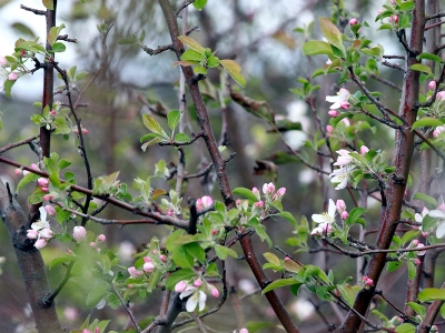 Ağaçlar yalancı bahara kandı