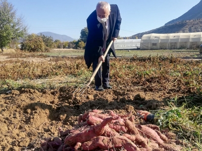 Eskişehir'de tatlı patatesin ilk hasadına başlandı