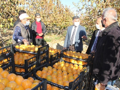 Trabzon hurması Adıyaman’ın gözdesi
